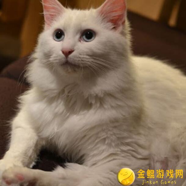 猫旅馆大月卡攻略红豆喵变版全揭秘！活动奖励轻松拿到手软