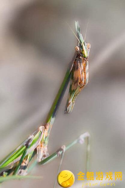 心动小镇锥头螳9级捕虫攻略，解锁黄金点位教你秒变捕虫达人！