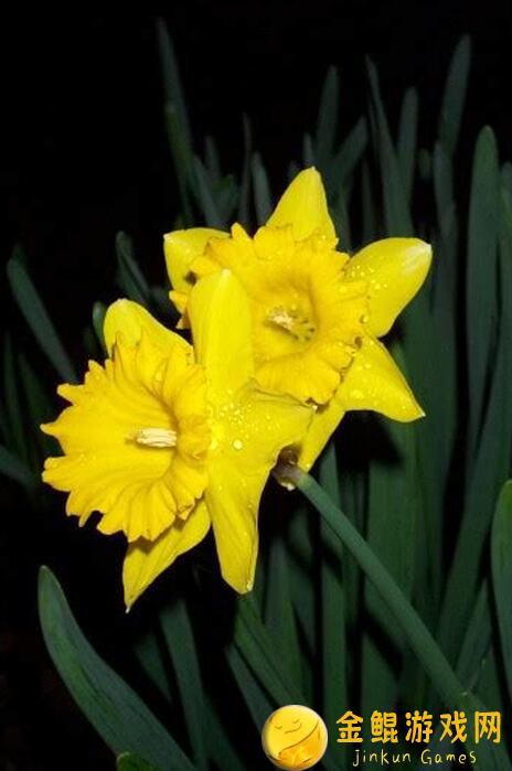 崩溃了！最强祖师联动抽取，我独家经验帮你轻松拿下SSR角色！