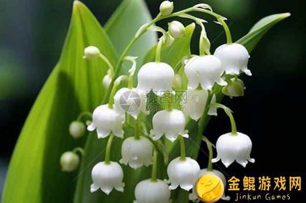 铃兰之剑新手上路：开荒梦幻组合攻略，为和平世界助力战力提升！