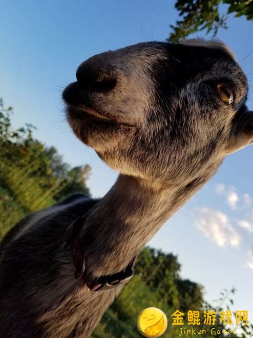 动物王者新篇章！揭秘空中霸主白头海雕史蒂夫的专属小动物档案